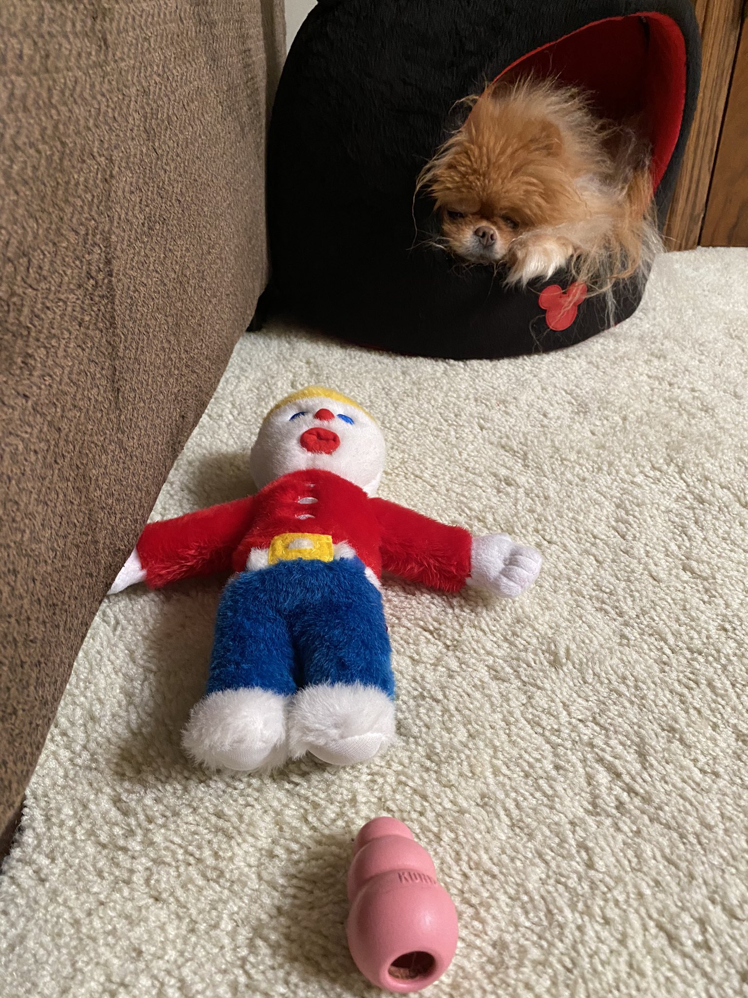 Lola is the best dog.