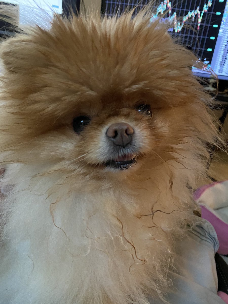 Lola is the best dog.