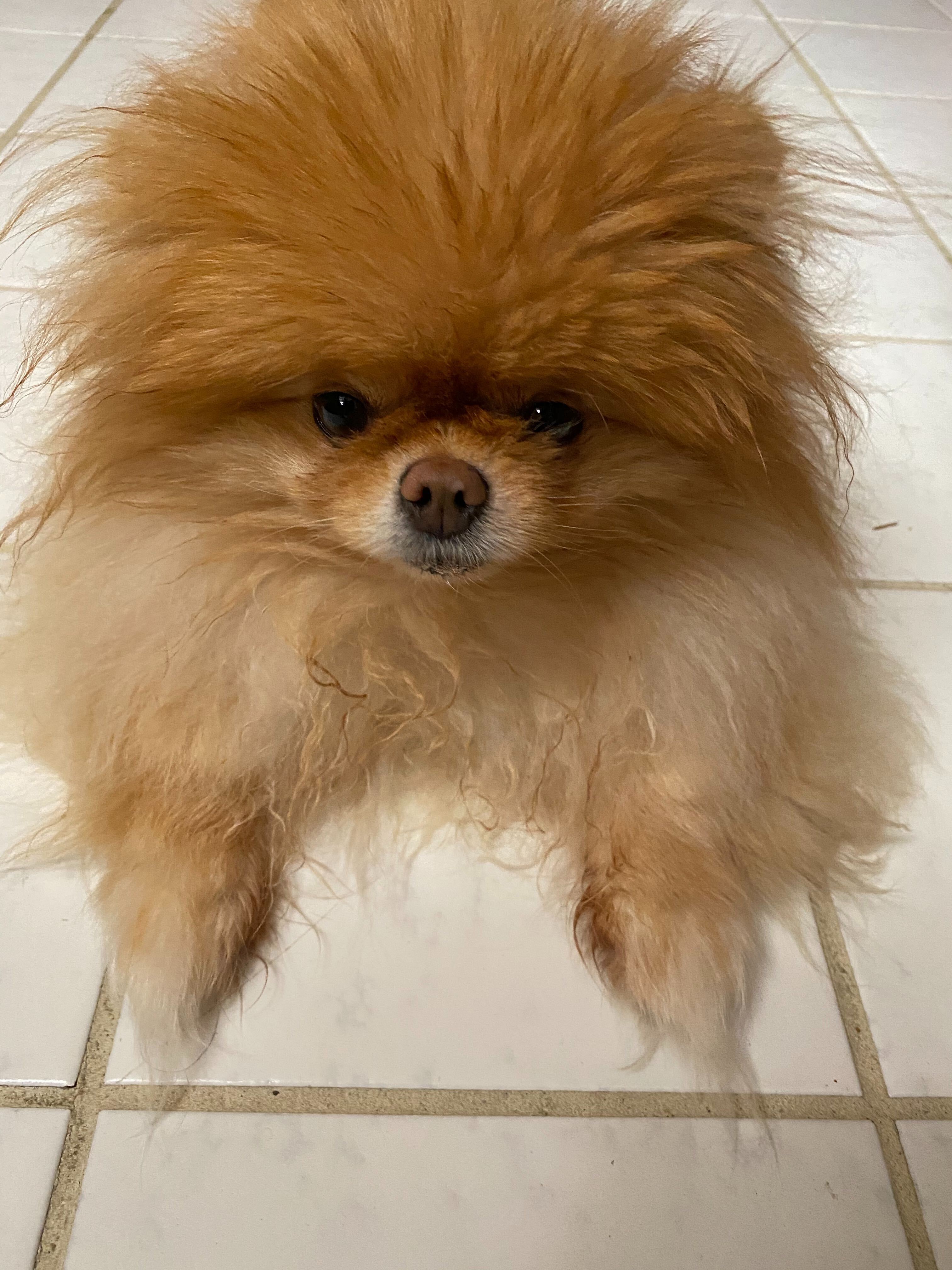 Lola is the best dog.