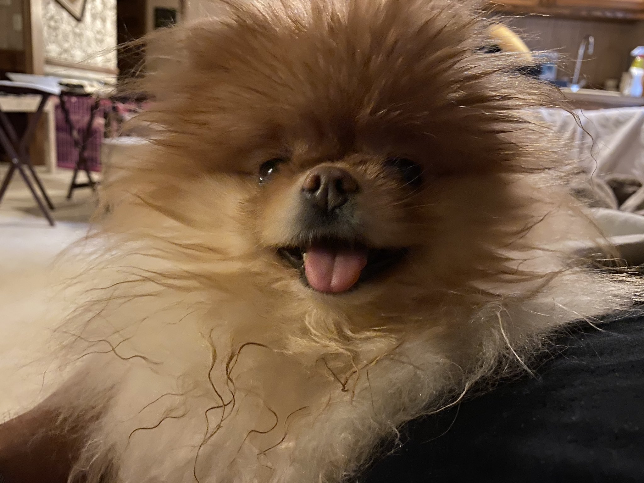 Lola is the best dog.