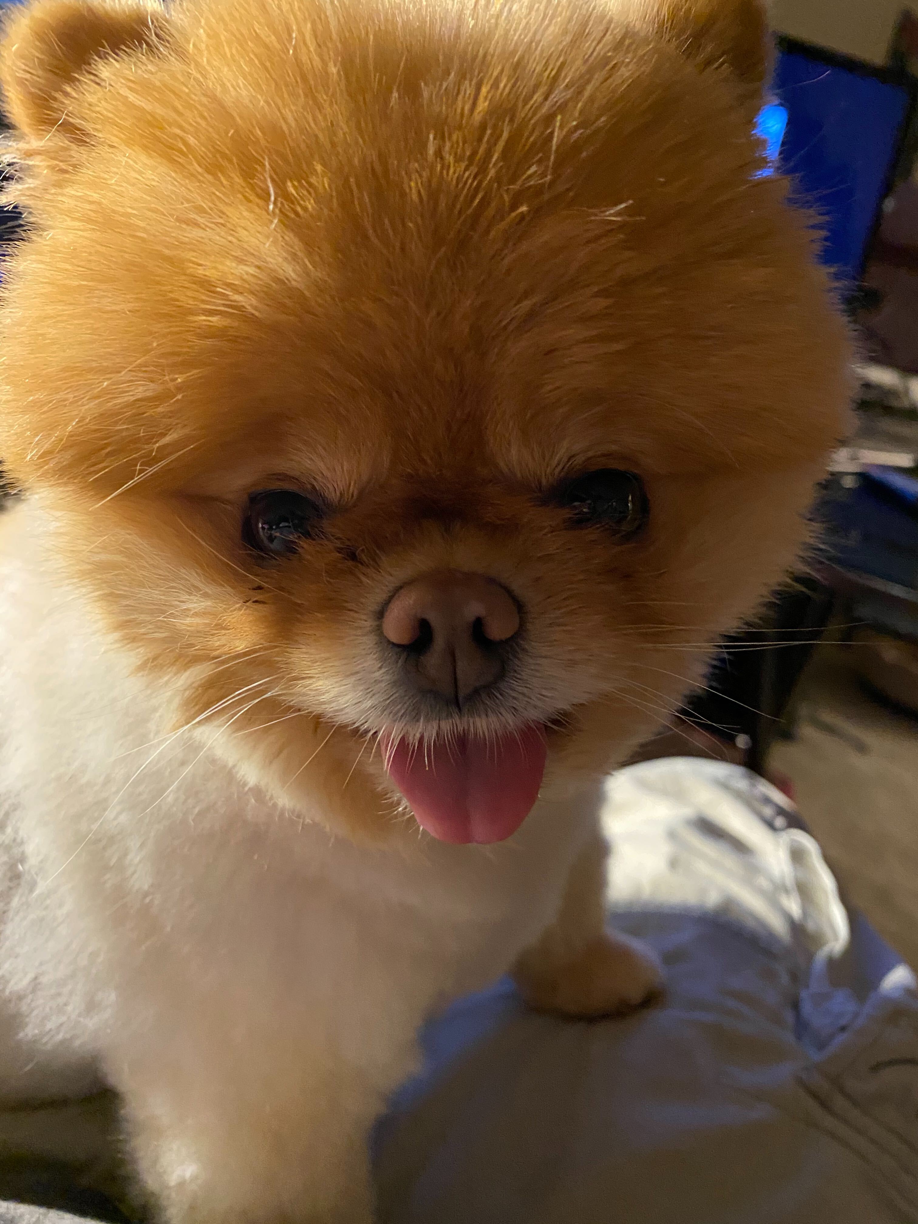 Lola is the best dog.