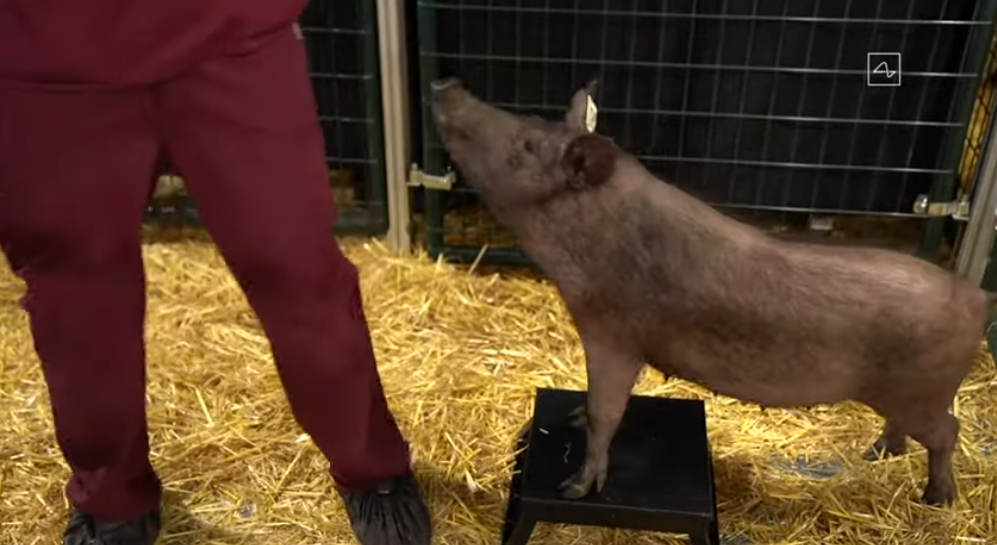 The first Neuralink patients are some cute piggies.