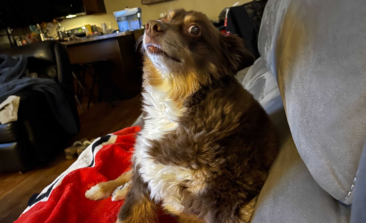 Flaff is a precious good doggo.
