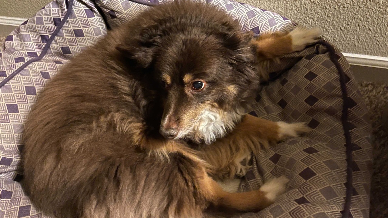 Flaff is a very good doggo.