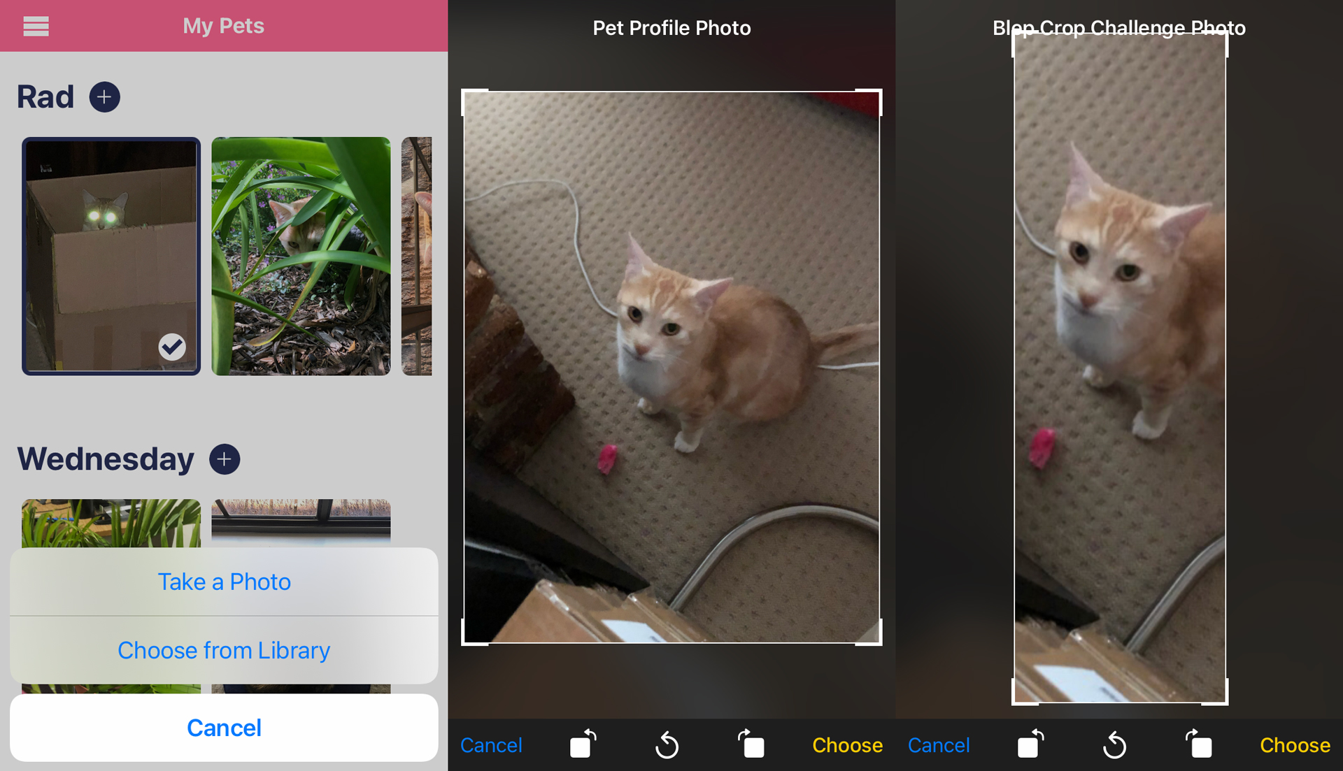 upload photos shackpets