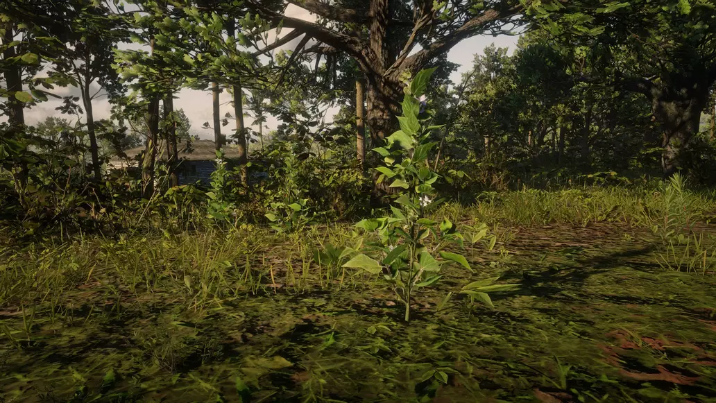 indian tobacco rdr2 moonshiners Indian Tobacco location - Red Dead Redemption 2 indian tobacco rdr2 moonshiners Indian Tobacco location - Red Dead Redemption 2