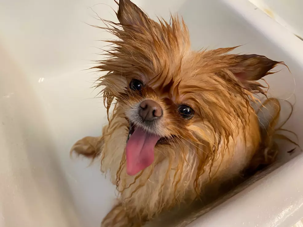 Lola is the best dog. She got a bath tonight.