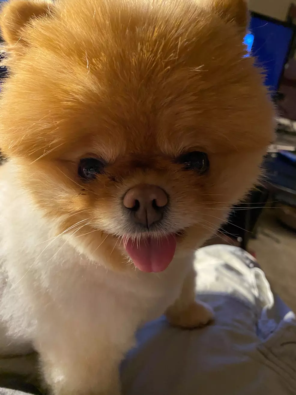 Lola is the best dog.