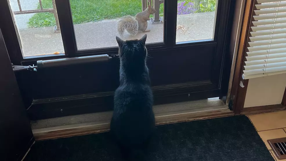 A picture of a cat watching a squirrel