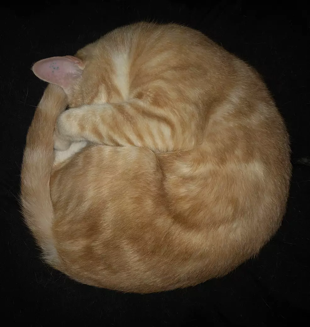 Sam's cat Rad curled into a perfect circle
