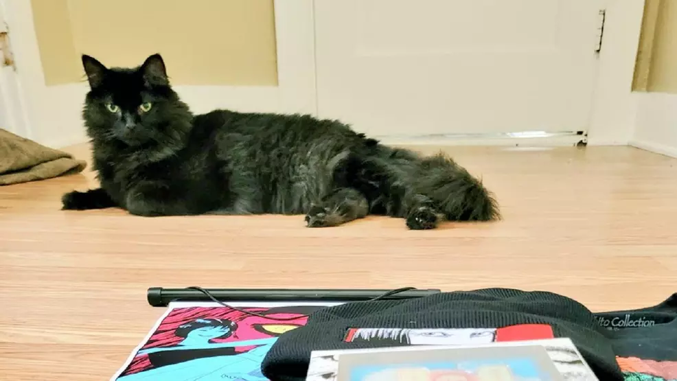 Fluffy black cat lying on hardwood looking forward at the camera with Junji Ito merch in the foreground