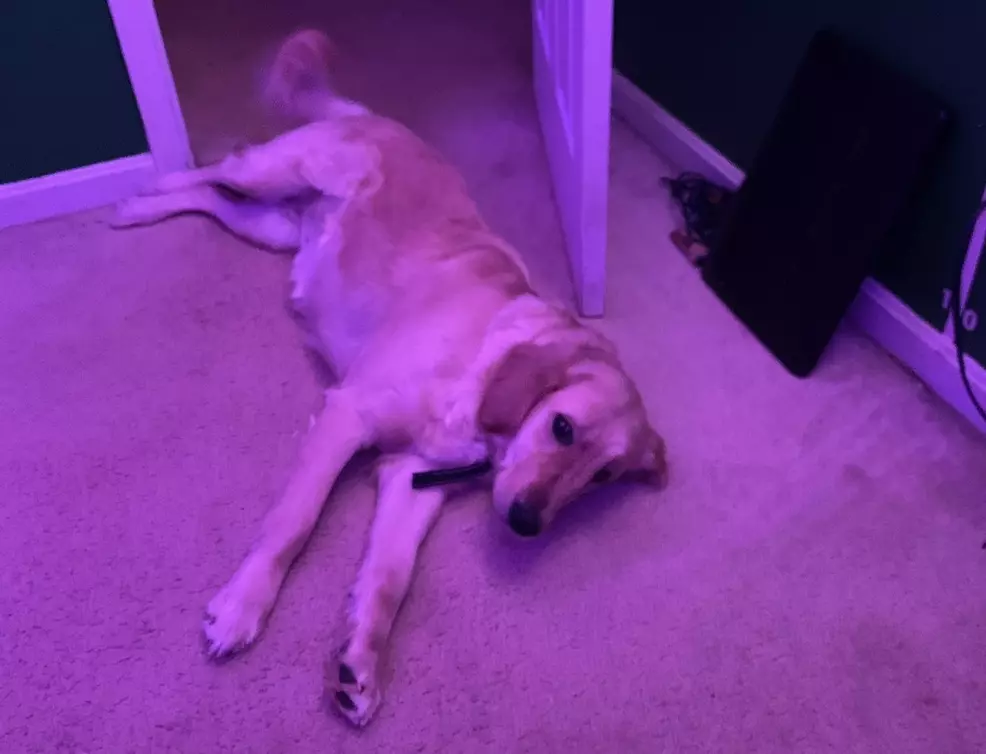 Lea la Golden Retriever.