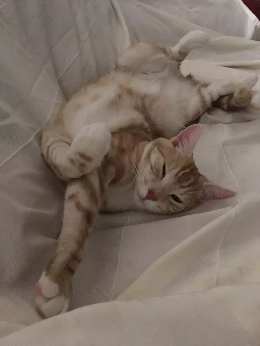 Sam's cat Rad lying on a chair while twisting around