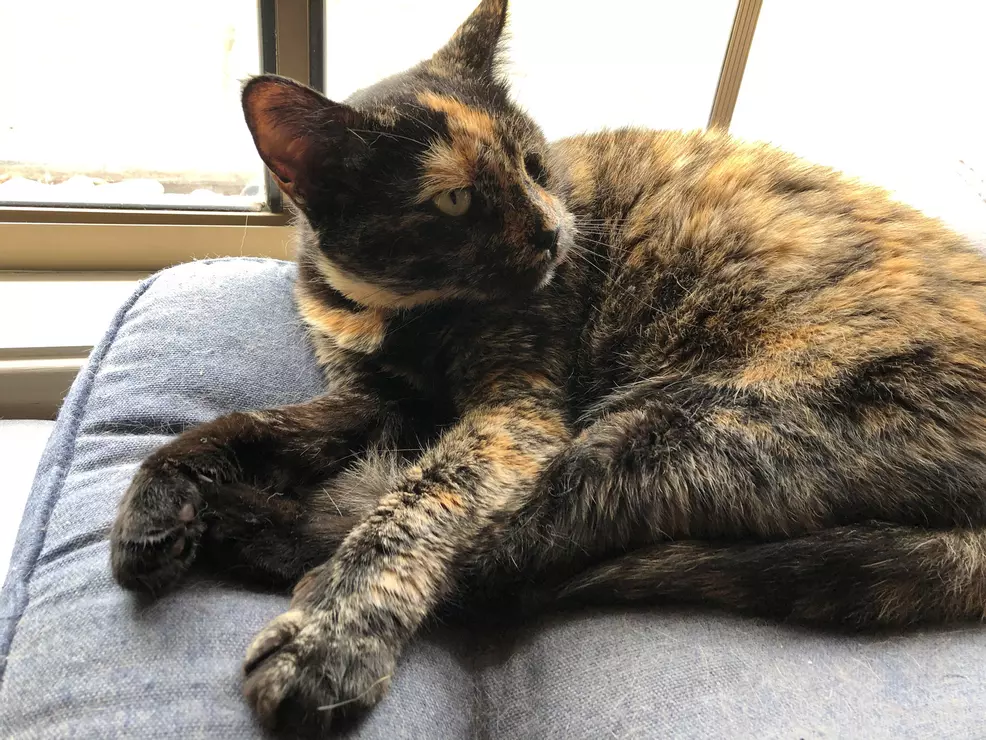 Sam's cat Wednesday resting on a pillow