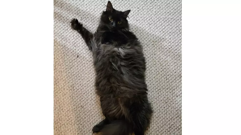 Fluffy black cat lying on his back on beige carpet looking up at the camera