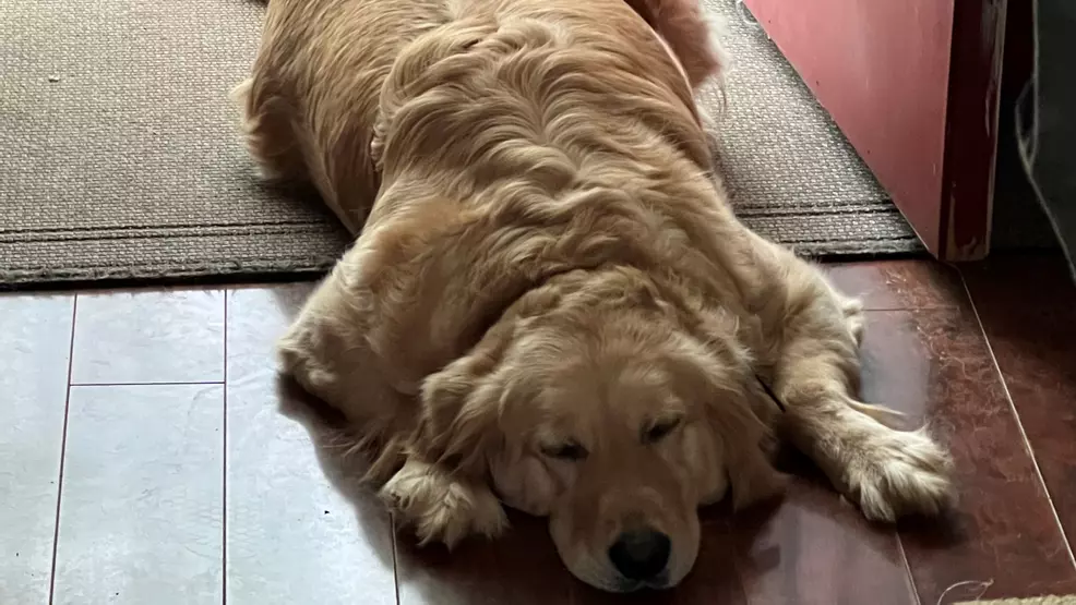 Leia the Golden Retriever sleeping on the floor.