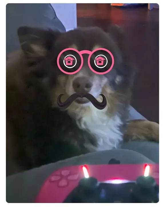 A mini-Aussie shepherd with funny glasses and a mustache from the Shackpets mobile app.