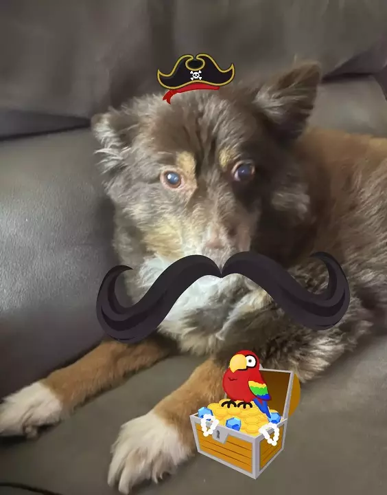 A mini-Aussie shepherd in a very tiny pirate hat with a very big mustache.