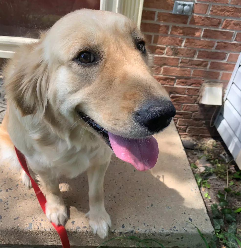 Leia the Golden Retriever
