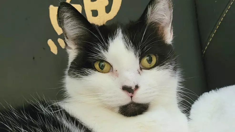 Black and white cat with yellow eyes looking directly at the camera