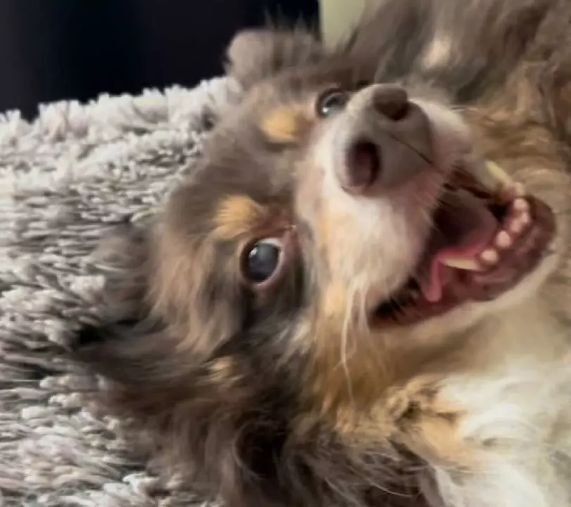 A mini-Australian shepherd getting good pets on a fluffy bed.