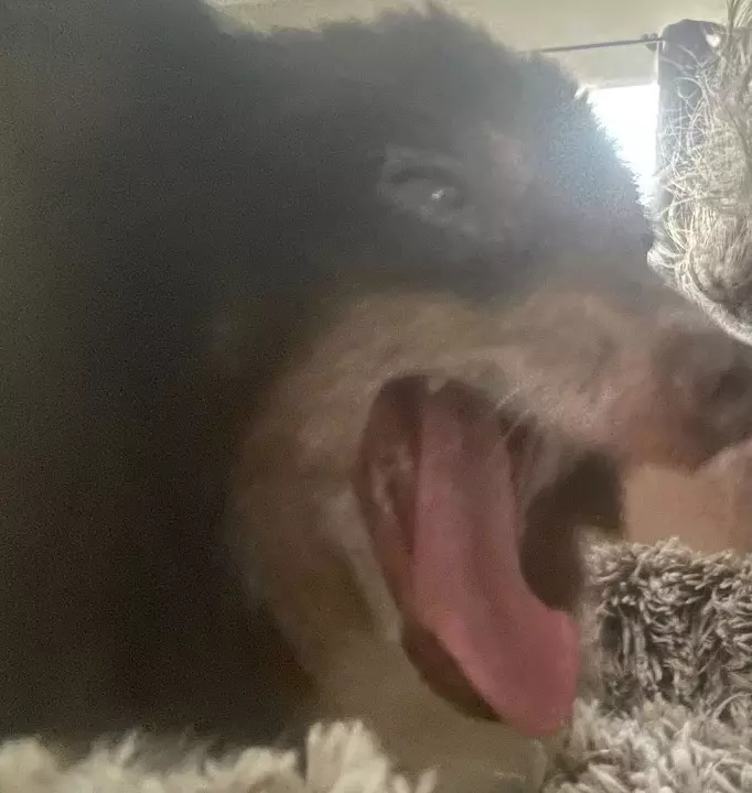 A little Aussie shepherd doing a big yawn.