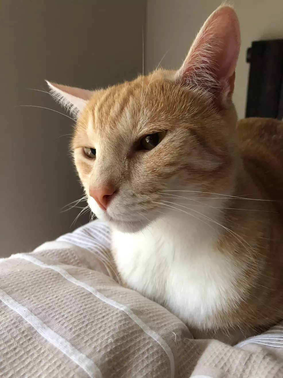 Sam's ginger cat Rad loafing on a bed