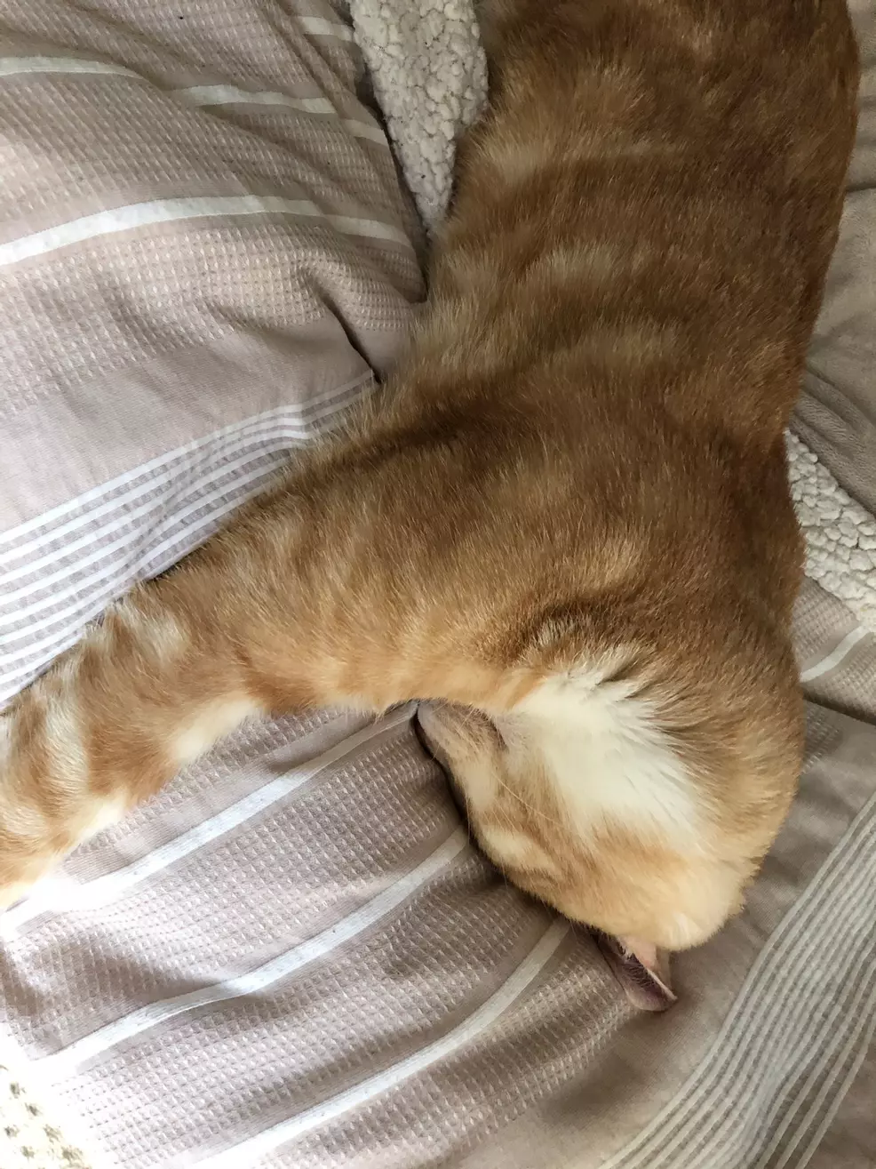 Sam's ginger cat Rad sleeping with his face pressed into a blanket
