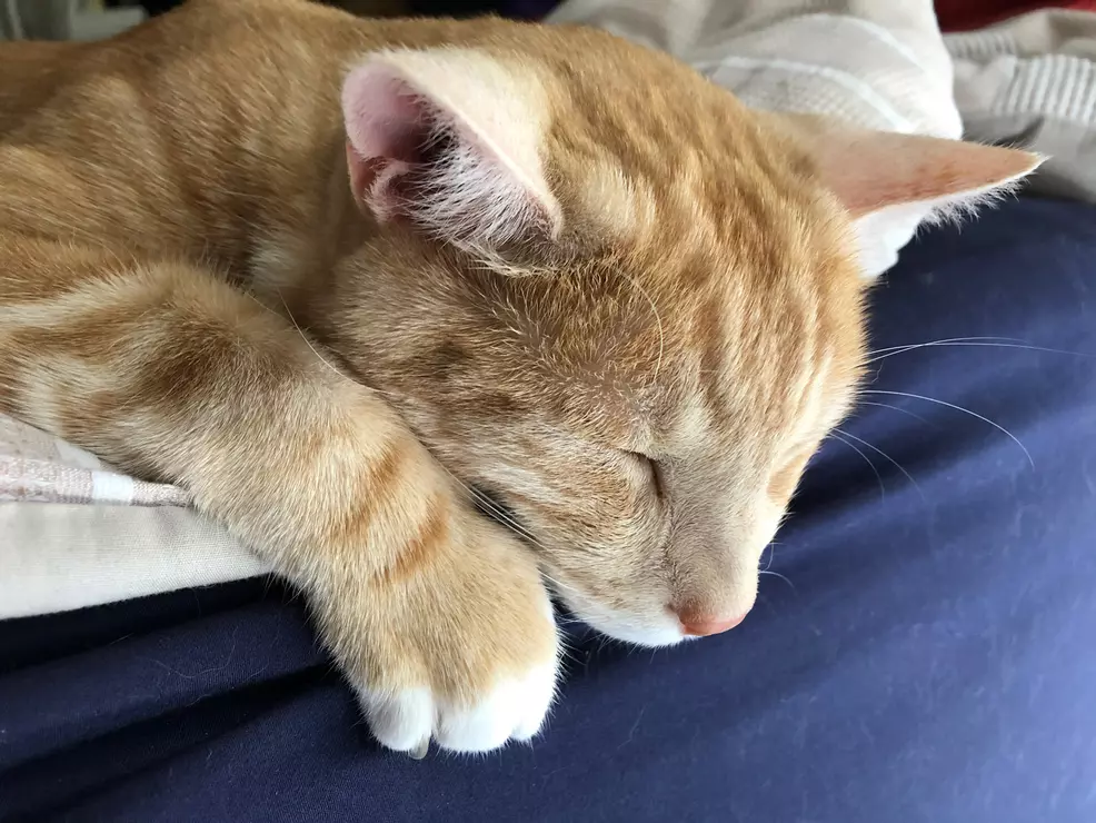 Sam's ginger cat Rad lying with his chin over the side of a bed, his stripy paw on display
