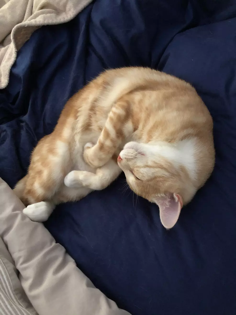Sam's ginger cat Rad curled up on a blue blanket