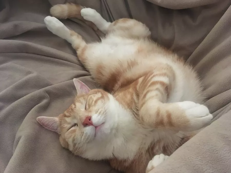 Sam's ginger cat Rad curled up into a twist with a smile on his face