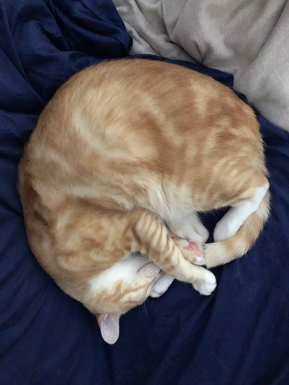 Sam's ginger cat Rad curled up on a blue blanket