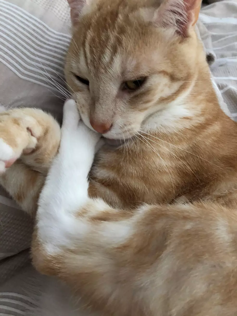 Sam's ginger cat Rad cleaning his toes