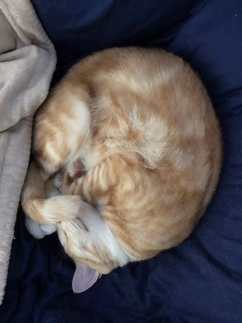 Sam's ginger cat Rad curled up sleeping