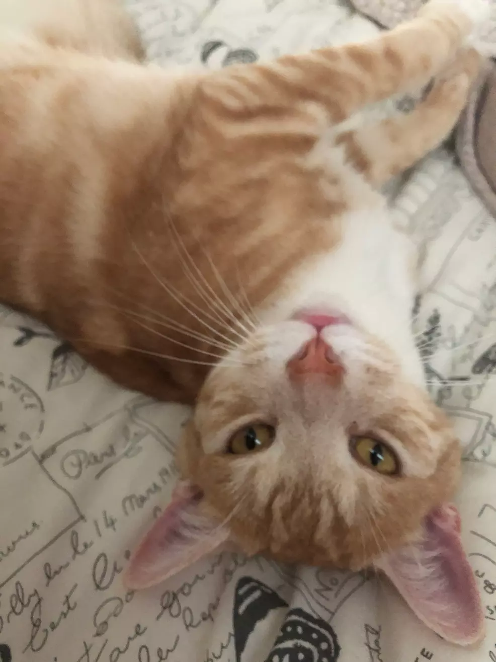 Sam's ginger cat Rad lying on his back looking up at the camera