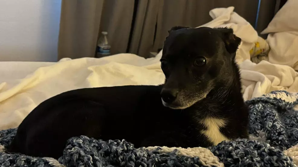 Chihuahua mix Bucky laying in bed as Nintendo Alarmo goes off