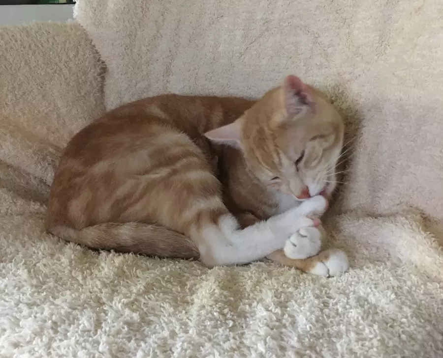 Rad cleaning his feet while lying on a blanket