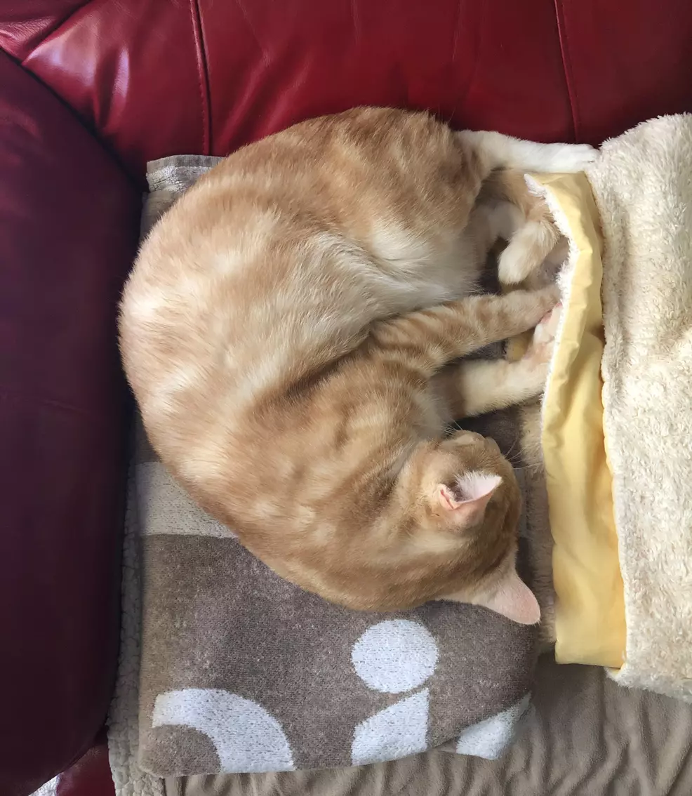 Sam's ginger cat Rad sleeping on a towel