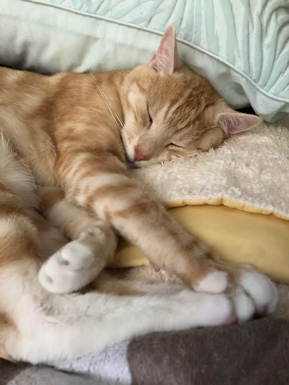 Rhino, Sam's ginger cat, was lying on the blanket.