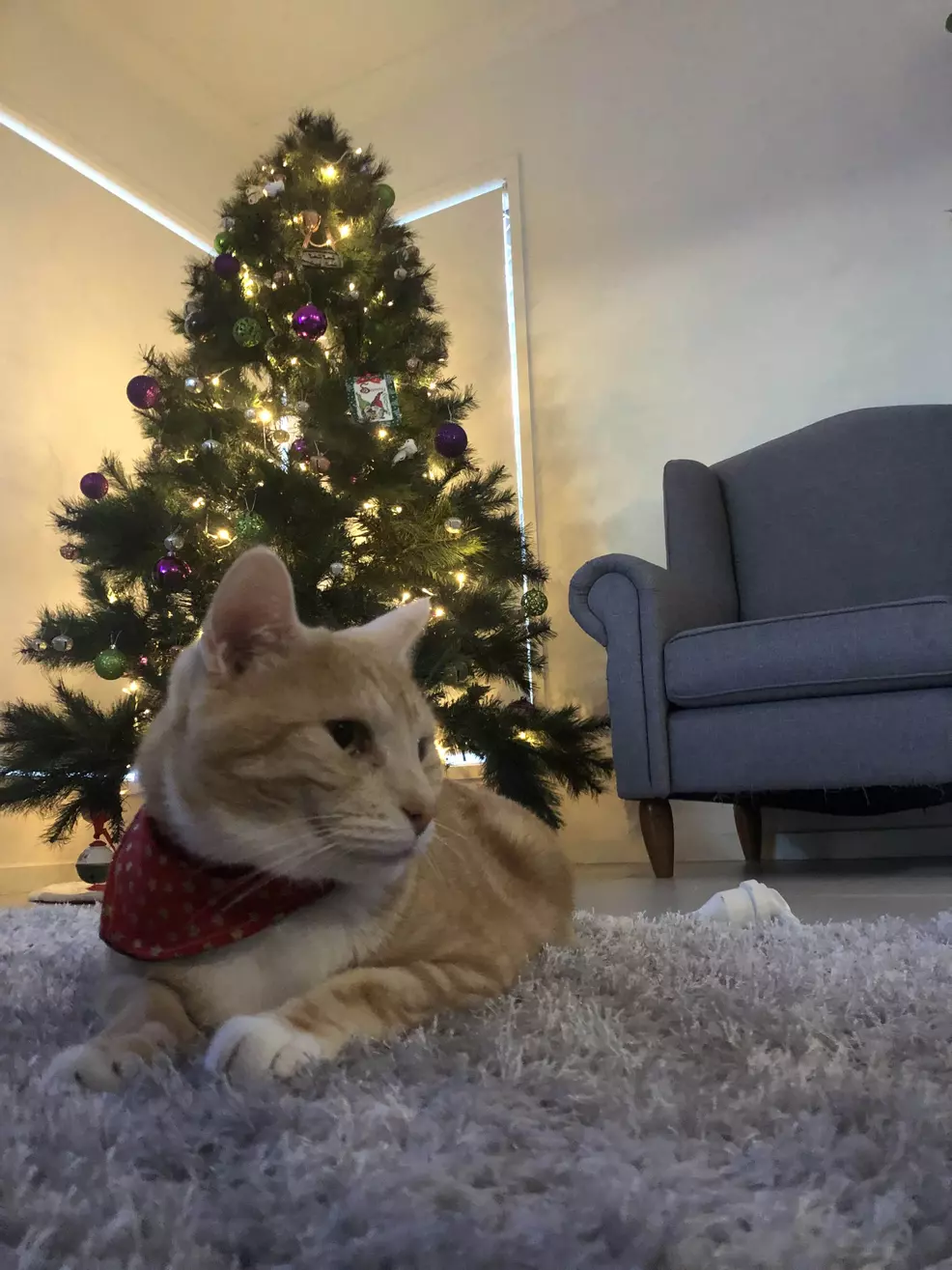 Sam's ginger cat Rad wears a headdress in front of the Christmas tree.