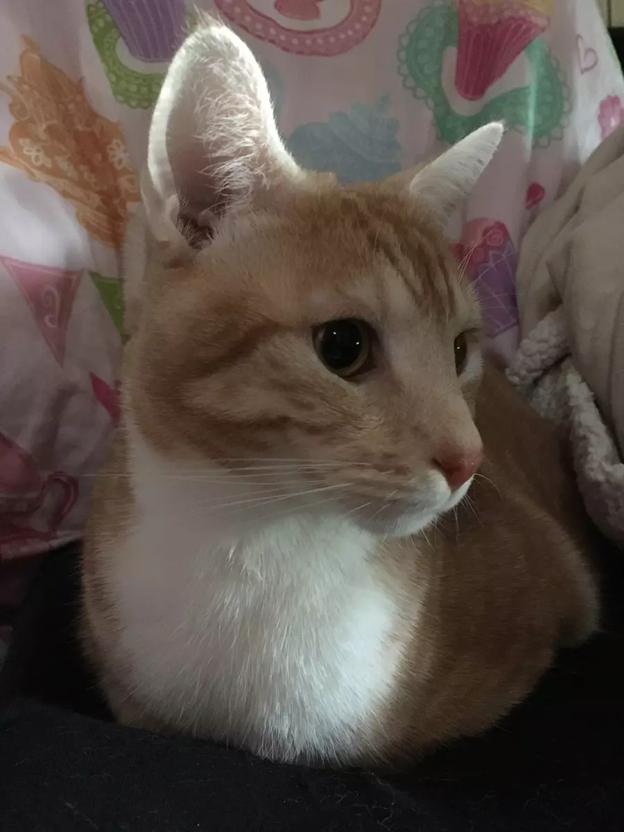 Sam's Ginger Cat Rhino