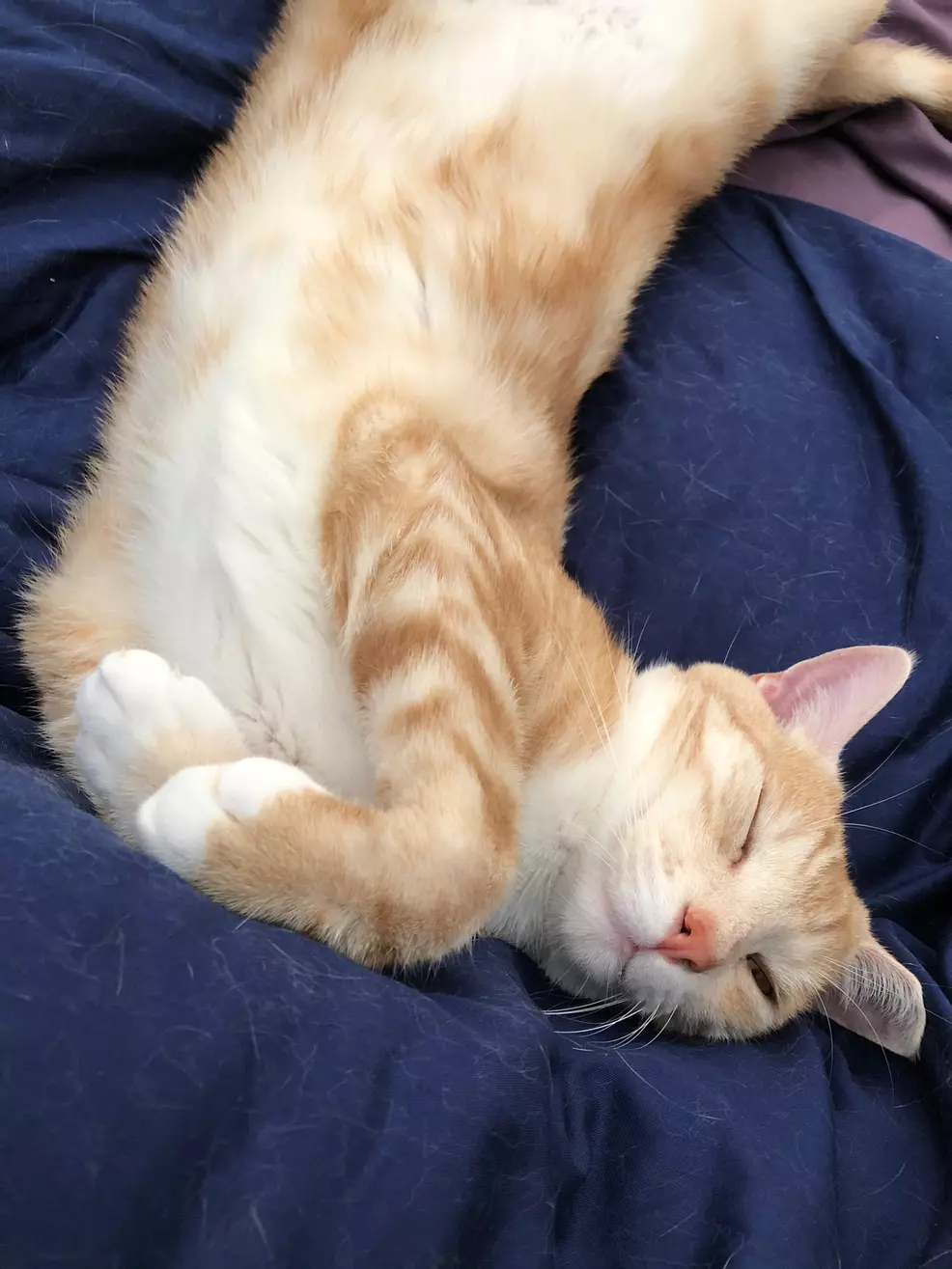 Sam's ginger cat, Rhino, lies on his back.