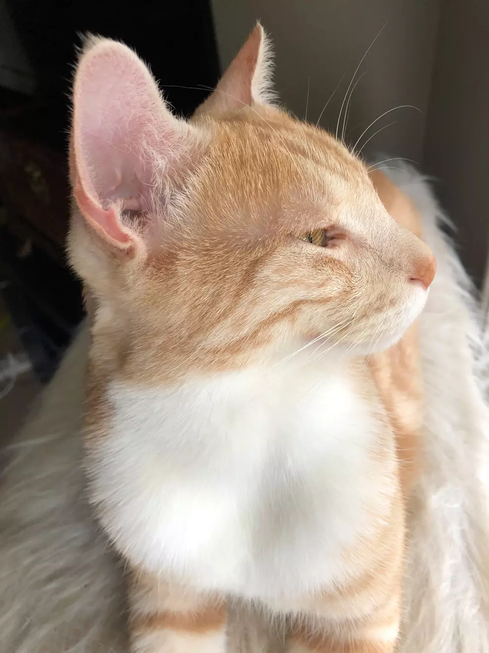 Sam's ginger cat Rhino looks out the window.