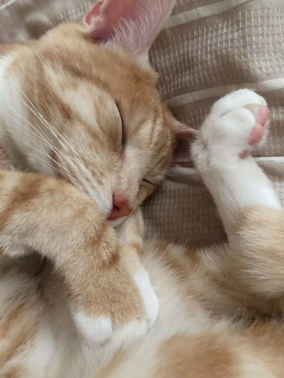 Sam's ginger cat Rad curled up sleeping