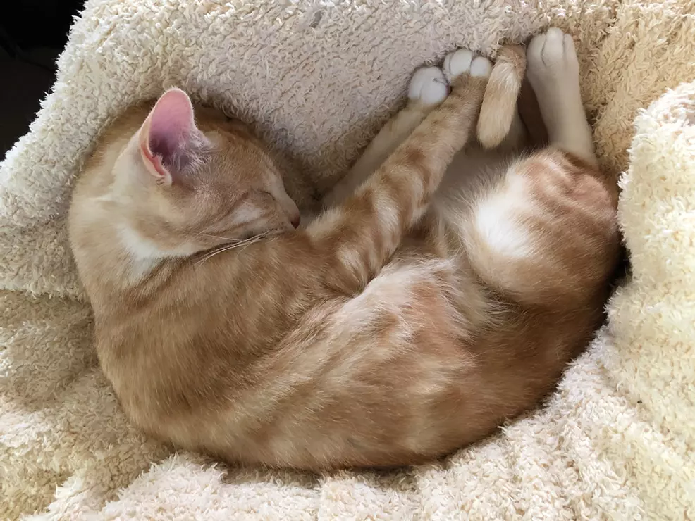 Sam's ginger cat Rad curled up sleeping