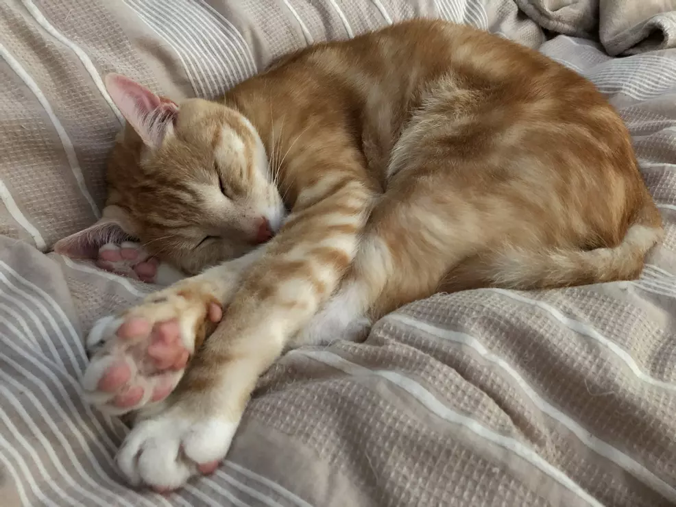 Sam's ginger cat Rad curled up sleeping