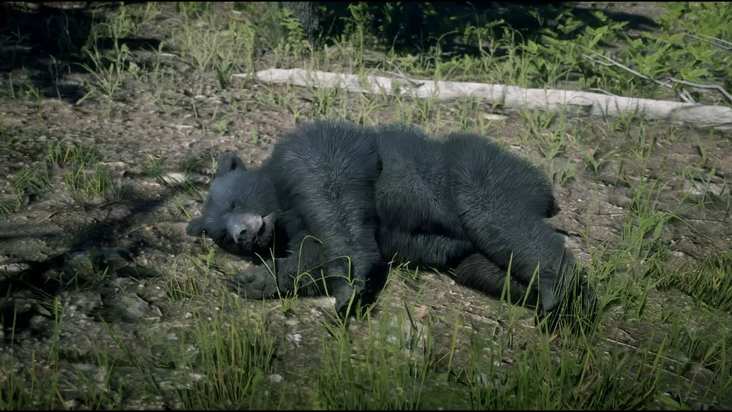 Bears Rdr Where to find Grizzly Bears and American Black Bears in Red Dead ...