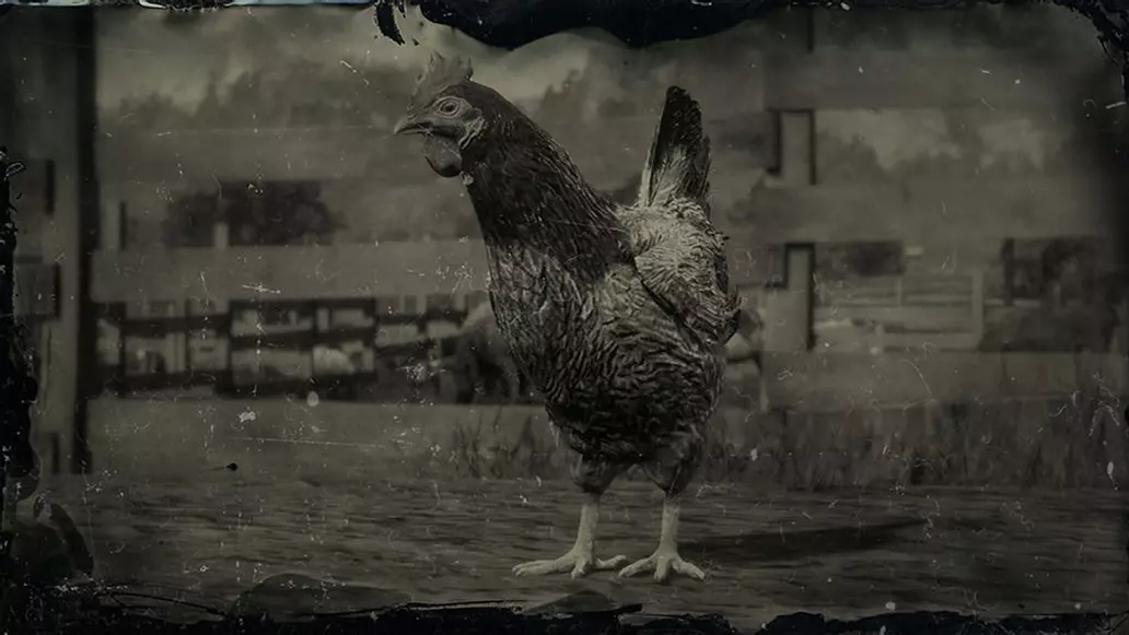Baby Chicken Rdr2 Chicken locations - Red Dead Redemption 2 | Shacknews