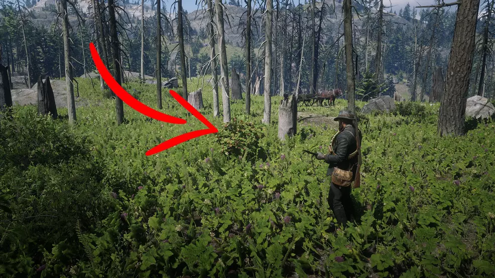 Pick and eat 4 species of berry in Red Dead Redemption 2 | Shacknews
